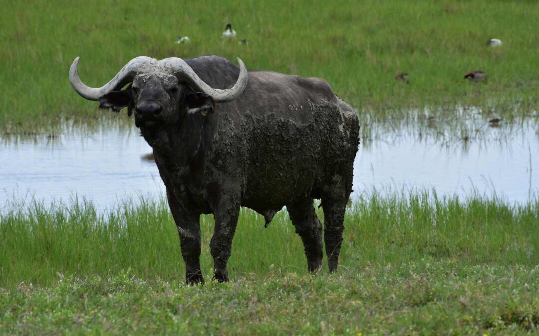 Kápolnapuszta Buffalo Reserve is a special day-trip destination