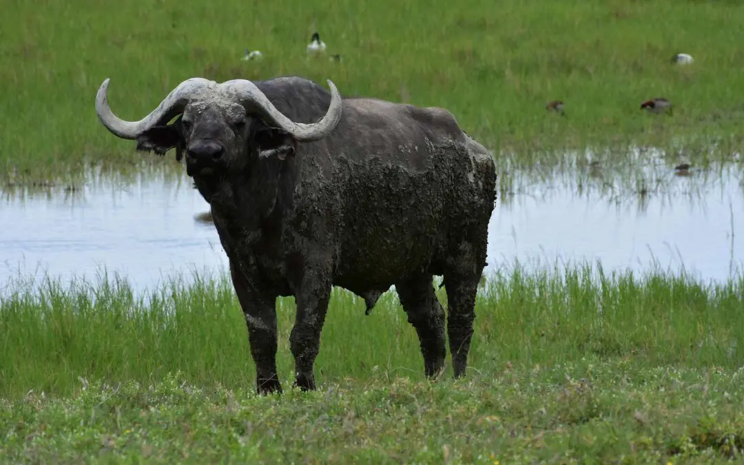Ein besonderer Wanderort ist das Büffelreservat Kápolnapuszta
