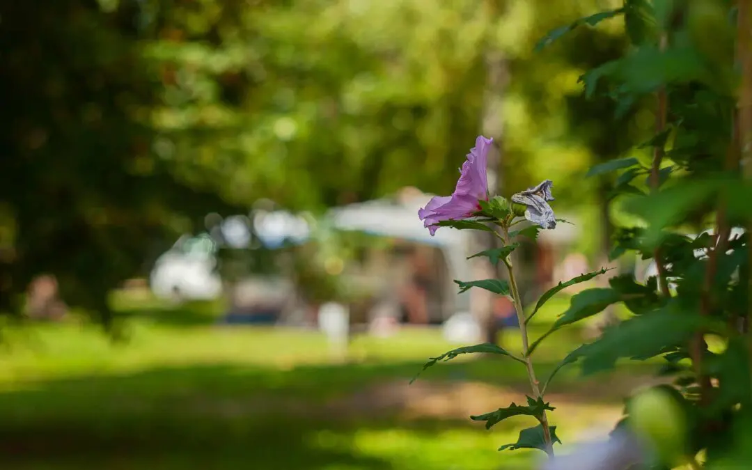 Die Vorsaison beginnt – der Campingplatz öffnet am 7. April 2023