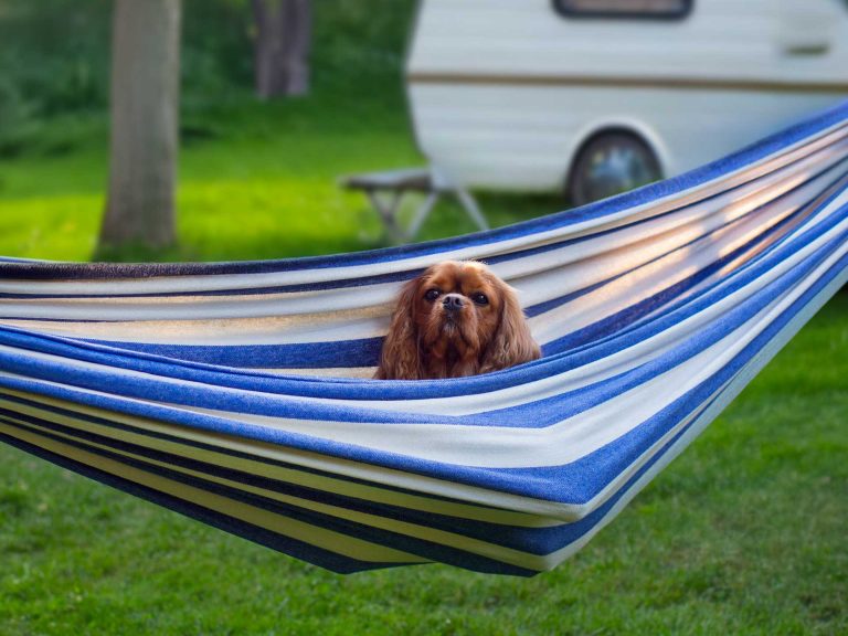 kisállatbarát kemping Zalakaros Thermal Camping