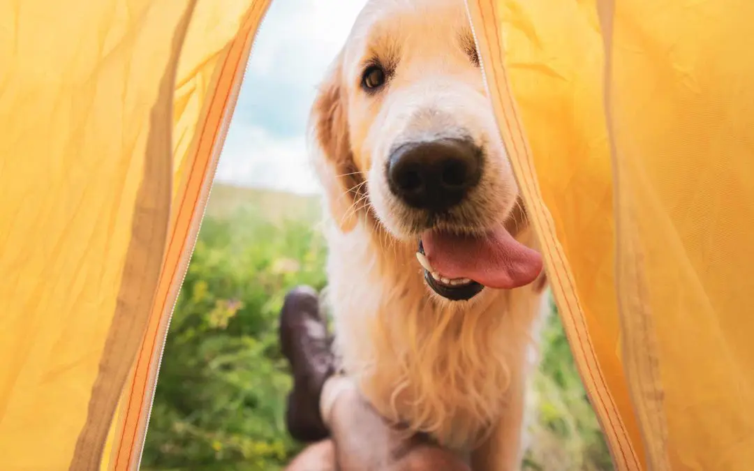 7 essentials for the perfect camping holiday